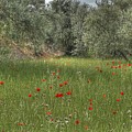 Granada Poppies and Olive Trees